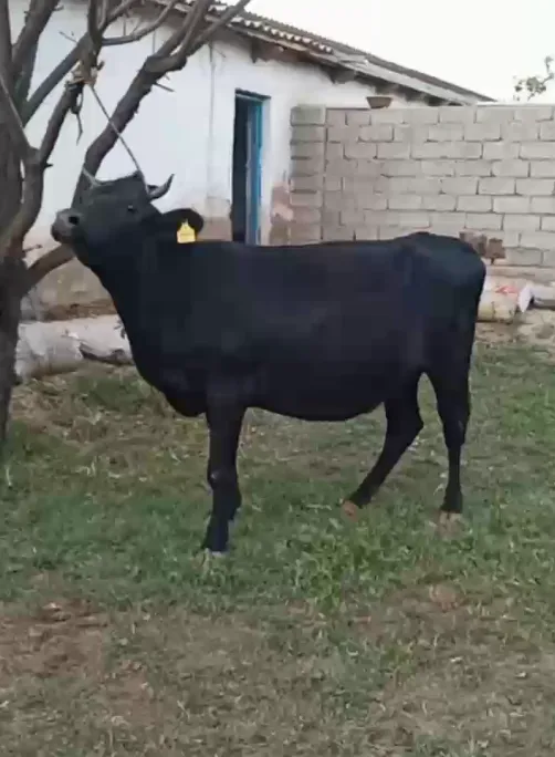 8 oylik buģoz g'unajin sotiladi