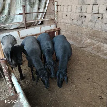 Qo‘chqorlar qoy кочкор кой куй