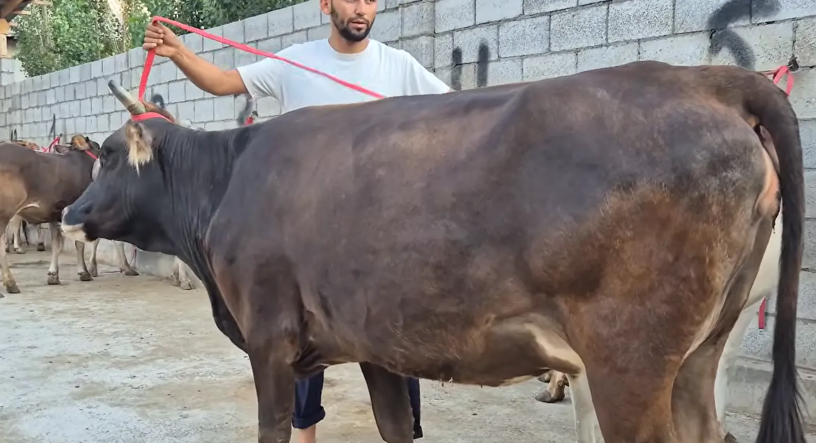 20 KUNDA TUG'ADIGAN MOLIMIZ SOTILADI