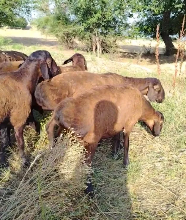 XISORI QO'CHQORLAR SOTILADI