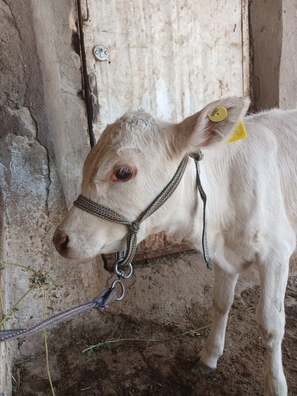 Avlikol paroda g'unojincha sotiladi