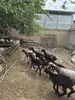 Ona bola qoʻylar sotiladi