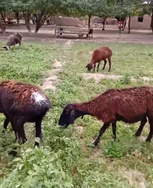 YOSHI KATTA QO'YLARIMIZ SOTILADI