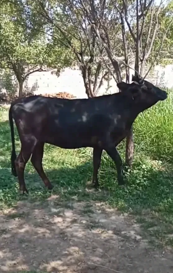 7 oylik buģoz tona sotiladi