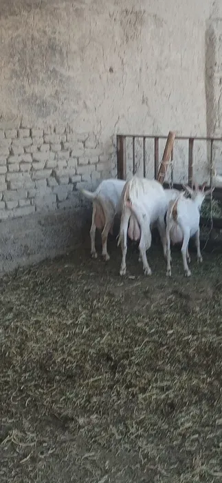 Zanin zotli echki sotiladi