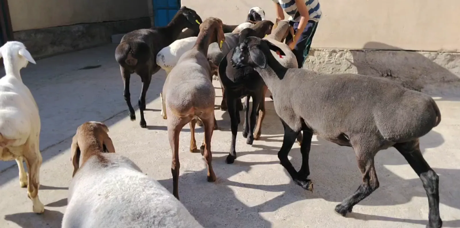 NAMANGANDA ZOTI TOZA XISOR ARASHAN sotiladi